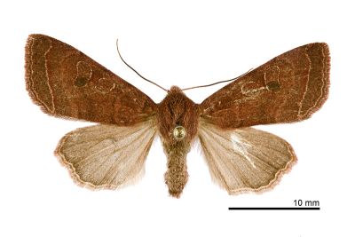 栗色夢尼夜蛾 Orthosia castanea 雌蟲