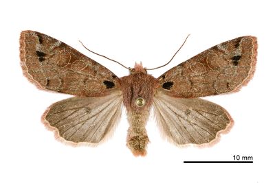 黑澤氏夢尼夜蛾 Orthosia kurosawai 雌蟲