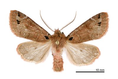 黑澤氏夢尼夜蛾 Orthosia kurosawai 雄蟲