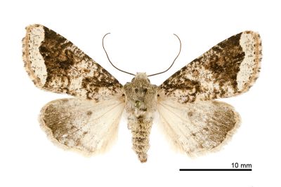 白緣夢尼夜蛾 Orthosia limbata limbata 雌蟲