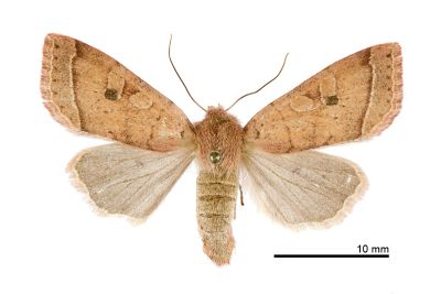 阿里山夢尼夜蛾 Orthosia alishana 雌蟲