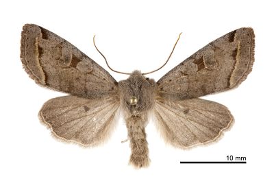 灰褐夢尼夜蛾 Orthosia perfusca 雄蟲