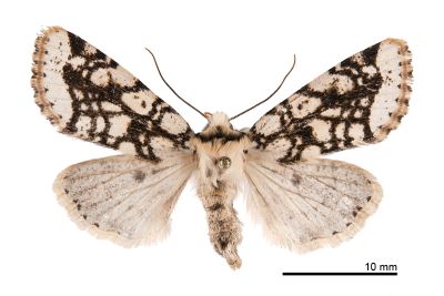 黯脈聯紋夢尼夜蛾 Orthosia reticulata fuscovestita 雌蟲