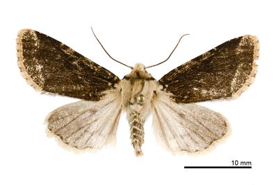 黯脈聯紋夢尼夜蛾 Orthosia reticulata fuscovestita 雌蟲