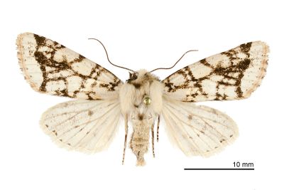 黯脈聯紋夢尼夜蛾 Orthosia reticulata fuscovestita 雌蟲