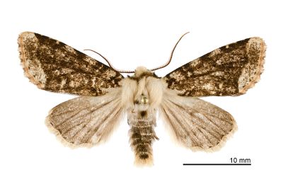 黯脈聯紋夢尼夜蛾 Orthosia reticulata fuscovestita 雄蟲