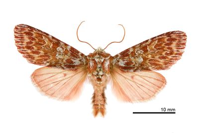 波小眼夜蛾 Panolis pinicortex exornata 雄蟲
