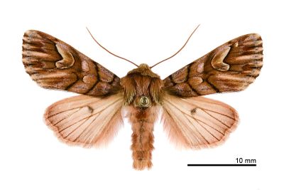 羽斑小眼夜蛾 Panolis variegatoides 雄蟲