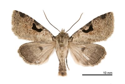 黑窪連環夜蛾 Perigrapha nigrocincta 雄蟲