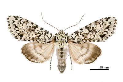 臺灣鵬灰夜蛾 Polia gigantea gigantea 雌蟲