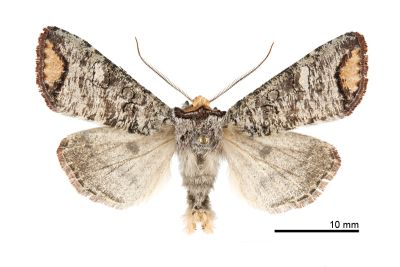 偽小眼夜蛾 Pseudopanolis flavimacula 雄蟲