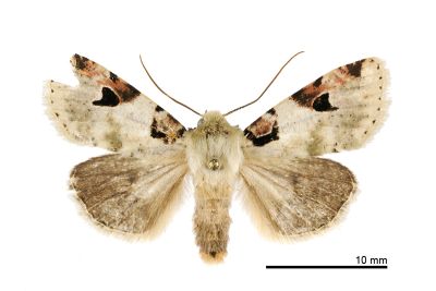 玫斑夢尼夜蛾 Orthosia conspecta 雄蟲