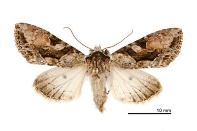 亮棲夜蛾 Xylopolia bella taiwanicola 雌蟲