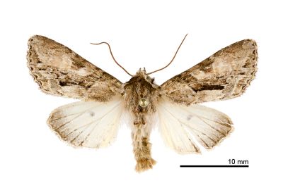 亮棲夜蛾 Xylopolia bella taiwanicola 雄蟲