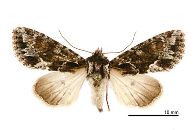 茶腎棲夜蛾 Xylopolia fulvireniforma 雌蟲