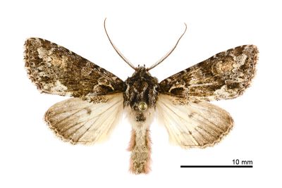 茶腎棲夜蛾 Xylopolia fulvireniforma 雄蟲