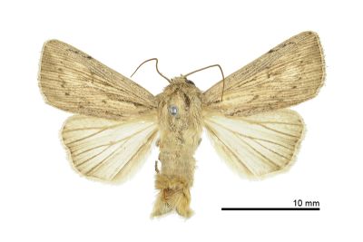 Mythimna celebensis 雄蟲