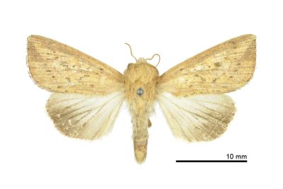 寶島秘夜蛾 Mythimna formosana 雄蟲