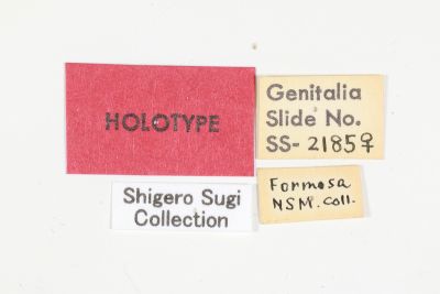 木理狸夜蛾 Lithopolia contaminata