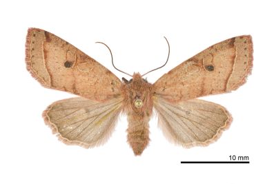 阿里山夢尼夜蛾 Orthosia alishana 雌蟲