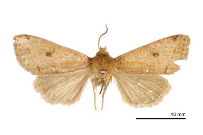 阿里山夢尼夜蛾 Orthosia alishana 雄蟲