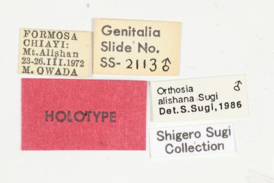 阿里山夢尼夜蛾 Orthosia alishana 雄蟲