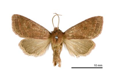 栗色夢尼夜蛾 Orthosia castanea 雄蟲