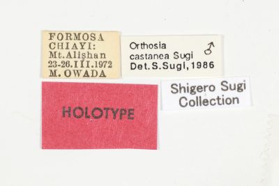 栗色夢尼夜蛾 Orthosia castanea 雄蟲