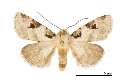玫斑夢尼夜蛾 Orthosia conspecta 雄蟲