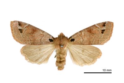 黑澤氏夢尼夜蛾 Orthosia kurosawai 雌蟲