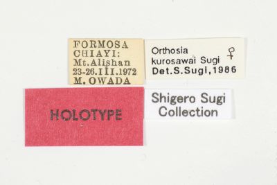 黑澤氏夢尼夜蛾 Orthosia kurosawai