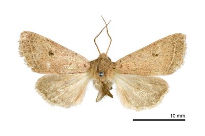 廬山夢尼夜蛾 Orthosia lushana 雄蟲