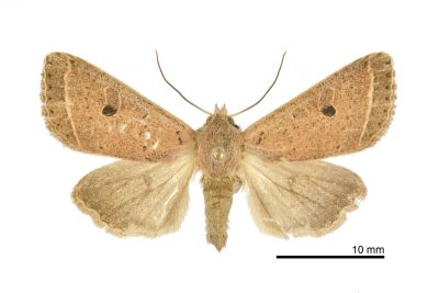 廬山夢尼夜蛾 Orthosia lushana 雌蟲