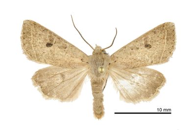 廬山夢尼夜蛾 Orthosia lushana 雄蟲