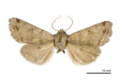 灰褐夢尼夜蛾 Orthosia perfusca 雄蟲