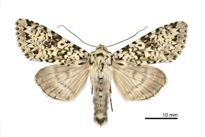 臺灣鵬灰夜蛾 Polia gigantea gigantea 雄蟲