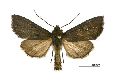 冥灰夜蛾 Polia mortua caeca 雄蟲