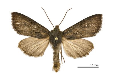 冥灰夜蛾 Polia mortua caeca 雄蟲