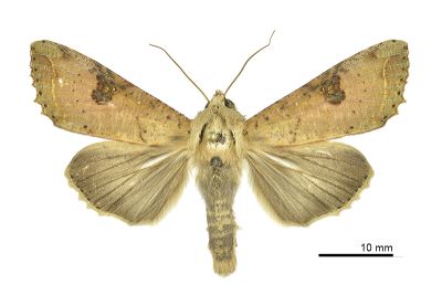 掌夜蛾 Tiracola plagiata 雄蟲
