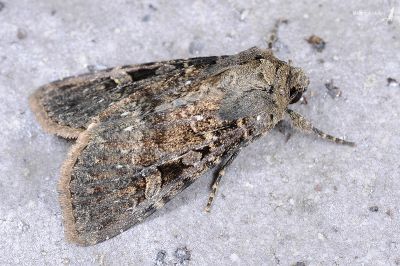 巒大山夜蛾 Apospasta rantaizanensis 雌蟲