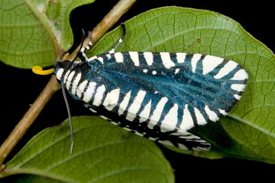 輻射夜蛾 Apsarasa radians 雄蟲