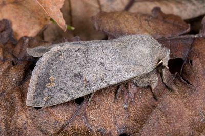 灰褐安尼夜蛾 Anorthoa plumbeata 雌蟲