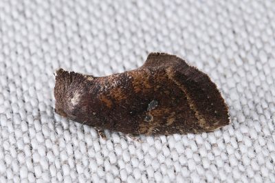 淡紅鹿夜蛾 Elusa ustula 雌蟲