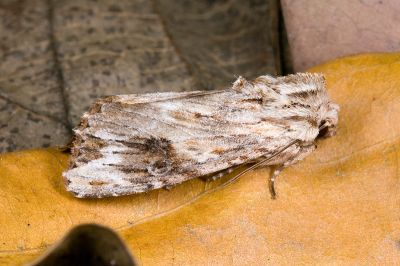 木理狸夜蛾 Nepalopolia contaminata 雌蟲