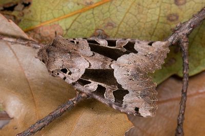 金棒鬚夜蛾 Clavipalpula aurariae formosana 雄蟲
