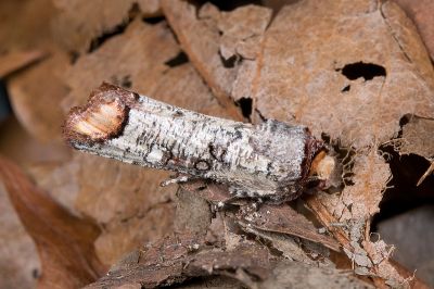偽小眼夜蛾 Pseudopanolis flavimacula 雄蟲