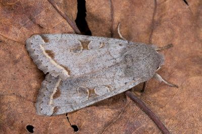 灰褐夢尼夜蛾 Orthosia perfusca 雄蟲