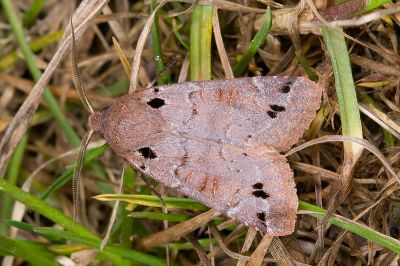 黑澤氏夢尼夜蛾 Orthosia kurosawai 雄蟲
