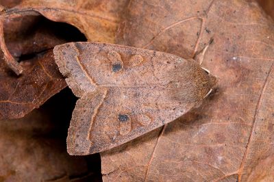 阿里山夢尼夜蛾 Orthosia alishana 雌蟲