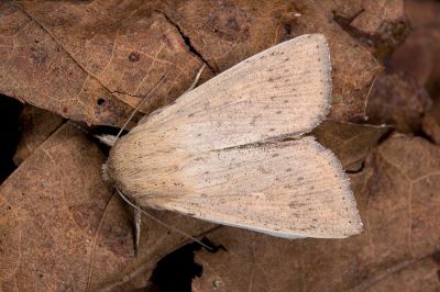 寶島秘夜蛾 Mythimna formosana 雌蟲